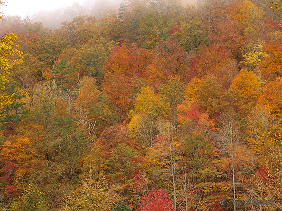 Fall color along the Nantahala River, North Carolina