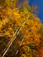 Fall color along the Nantahala River, North Carolina