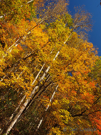 Fall color along the Nantahala River, North Carolina